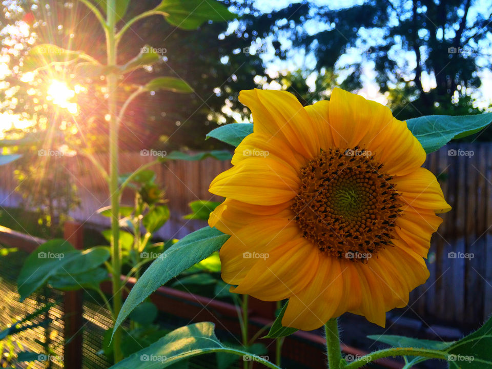 Sunset Flower. A sun flower curled in front of a sunset.