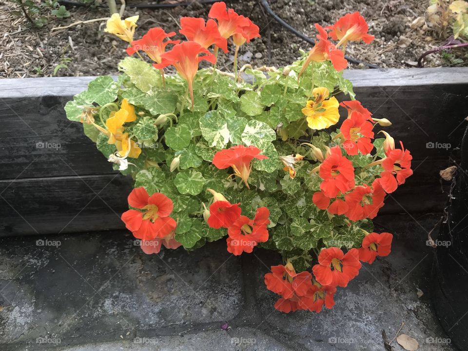 Orange and yellow variegated nasturtiums