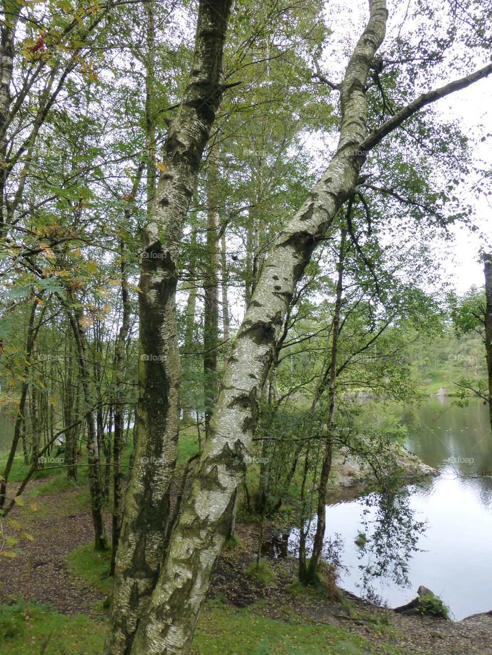 tree united kingdom lakes birch by ptrendy