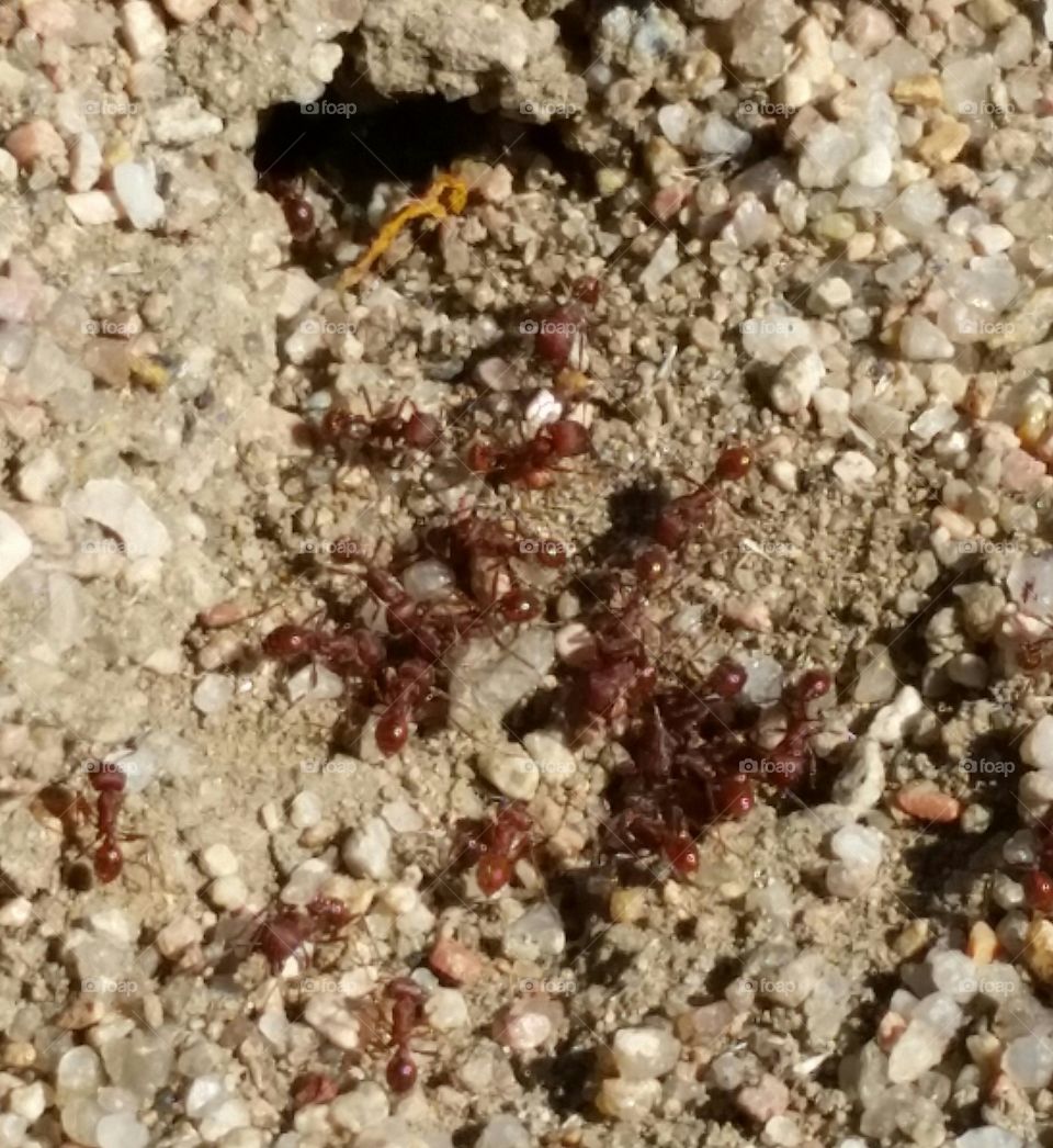 Red Ants