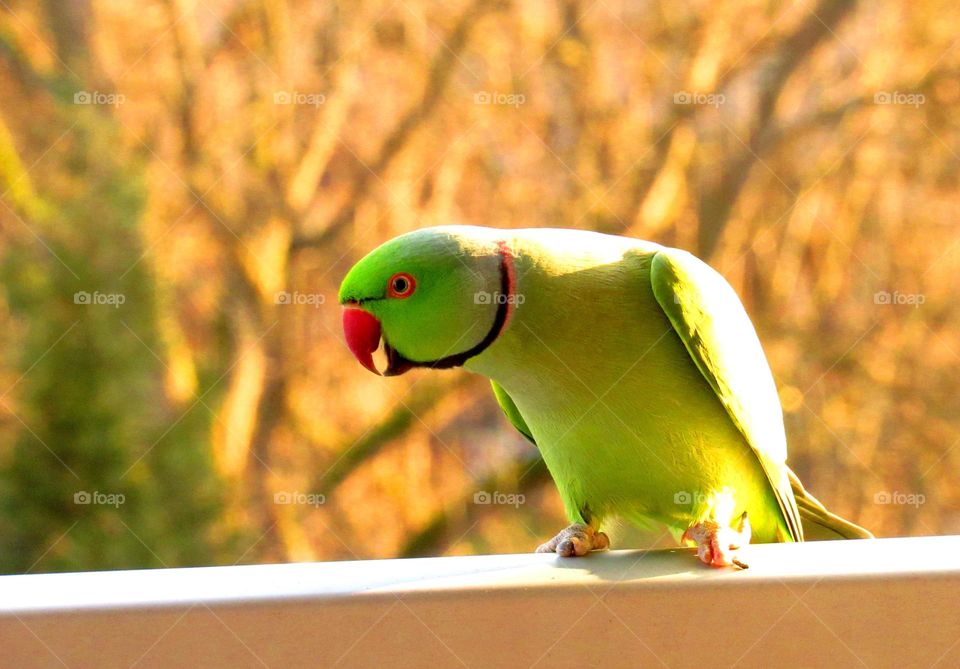 Front view of a parrot