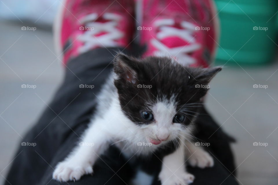 kitten walking on me