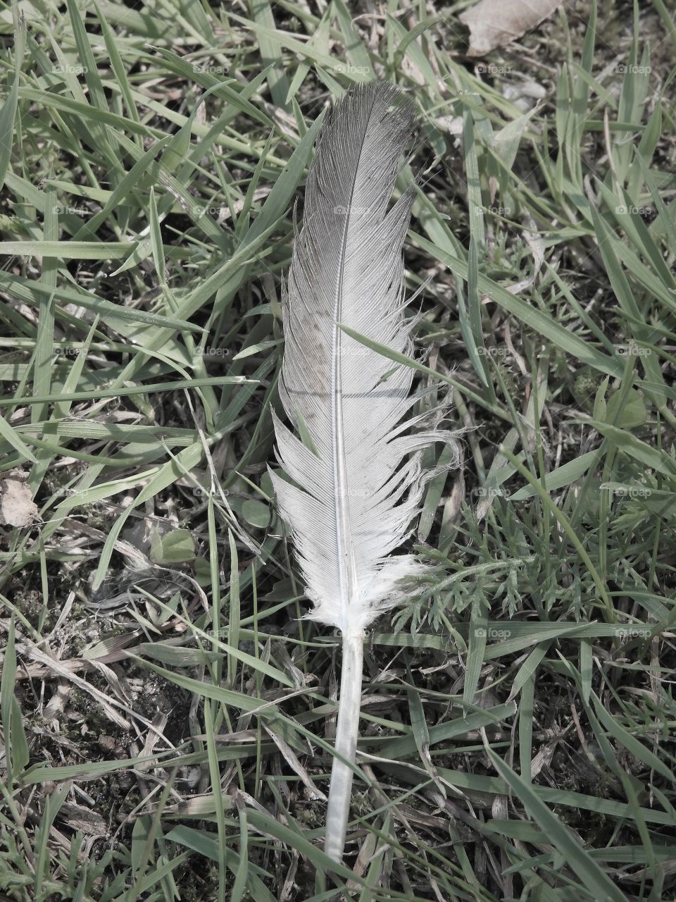 Feather on the ground