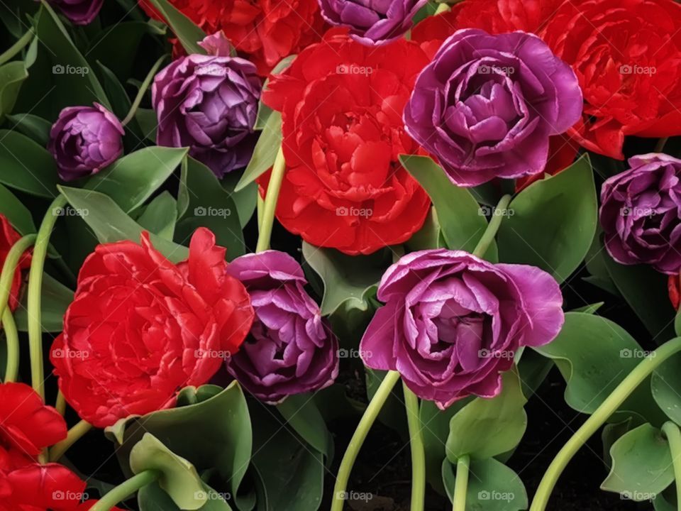 Flower beauty nature greens wild forest Red view violet tulip