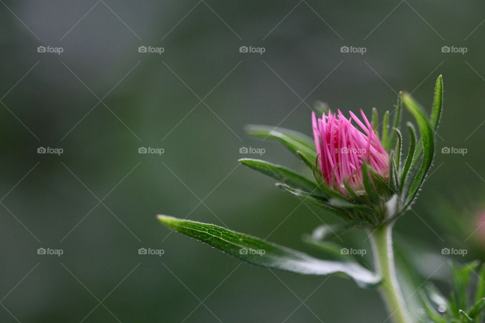 A beautiful pink bloom in the morning garden