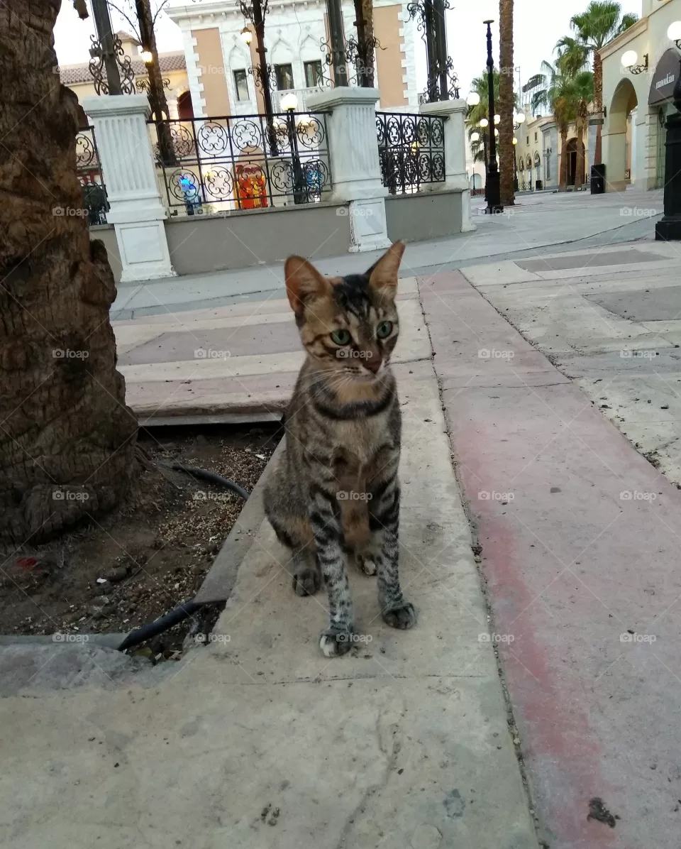 cat