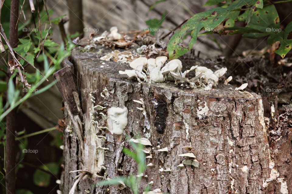 Brown tree stump white fungus green leaf