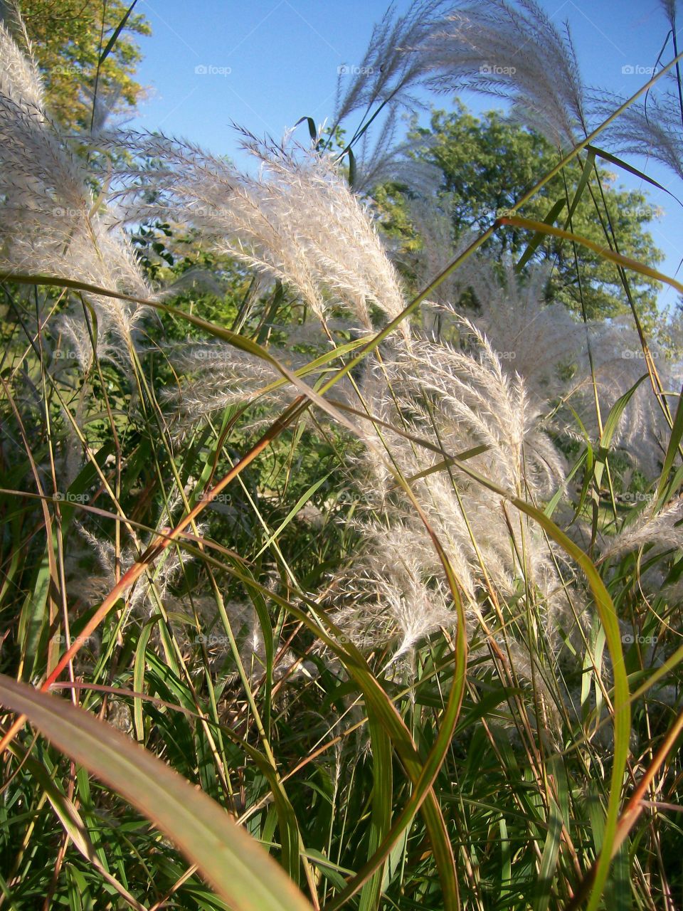 fall grass