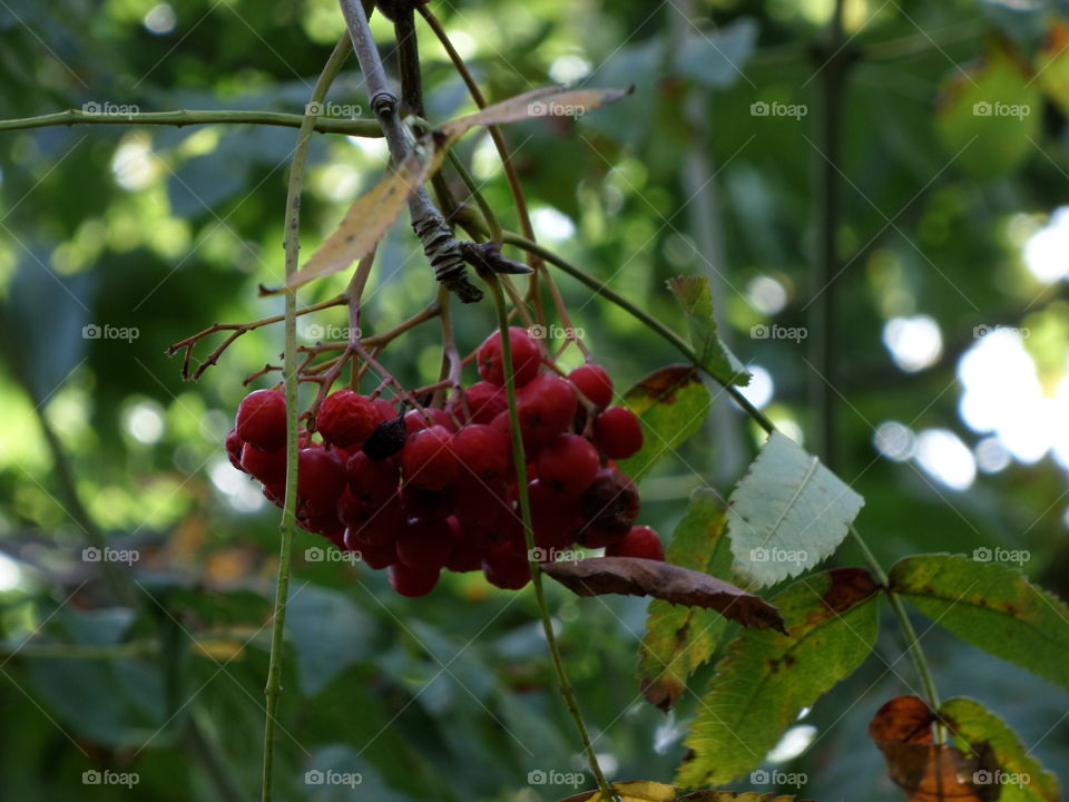 Red color story