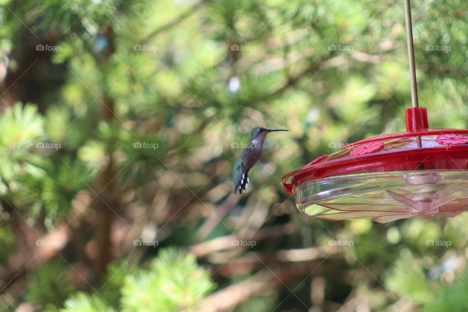humming bird going in for an afternoon snack