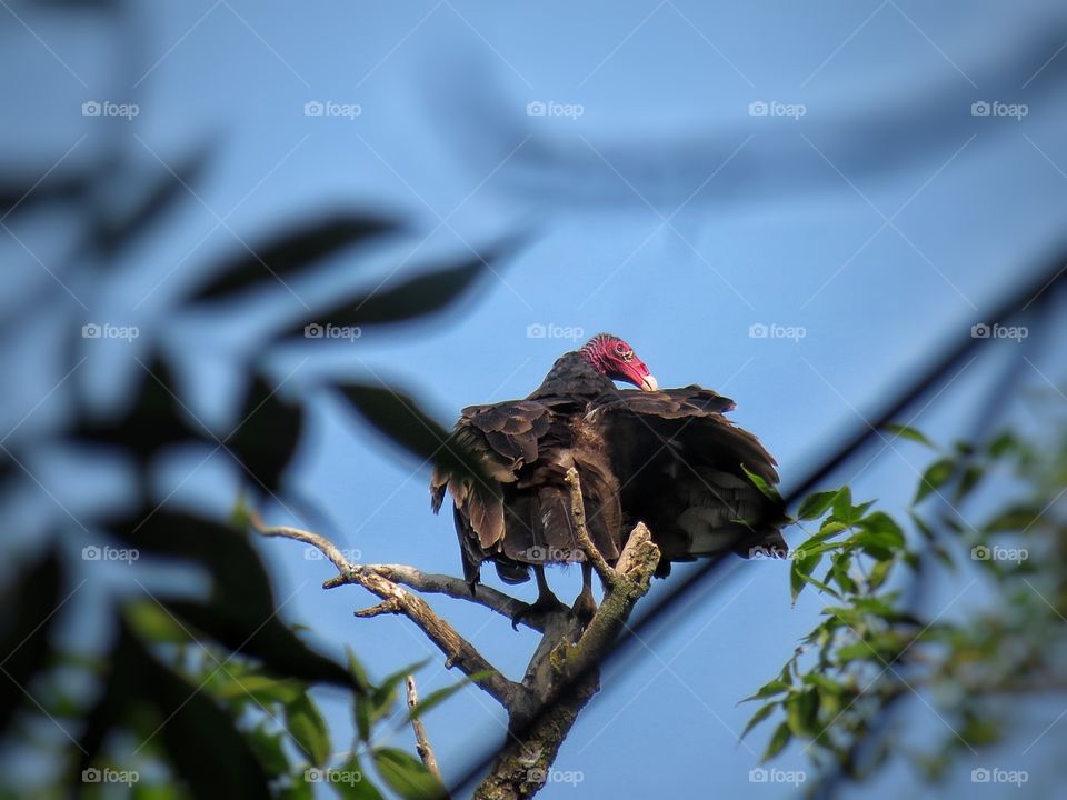 Turkey Vulture