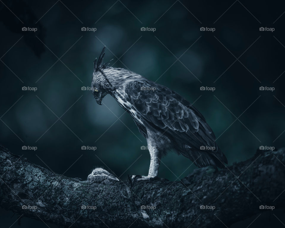 CRESTED HAWK EAGLE with Black Naped Hare kill