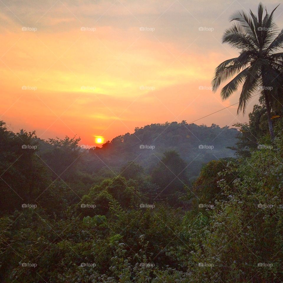 Sunset in Jungle. In Goa, India