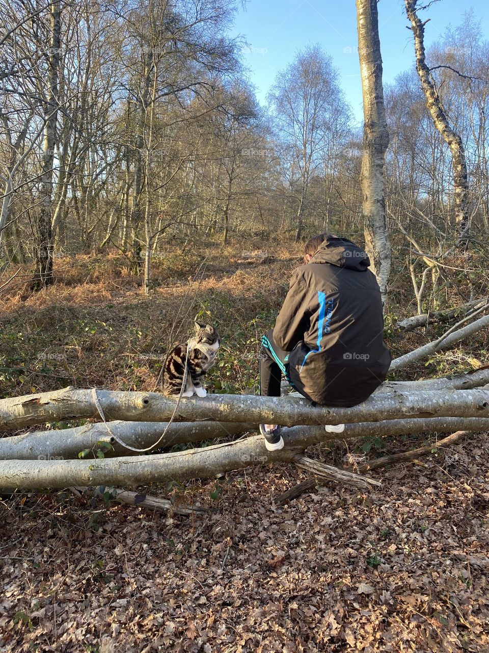 Cat in the forest 