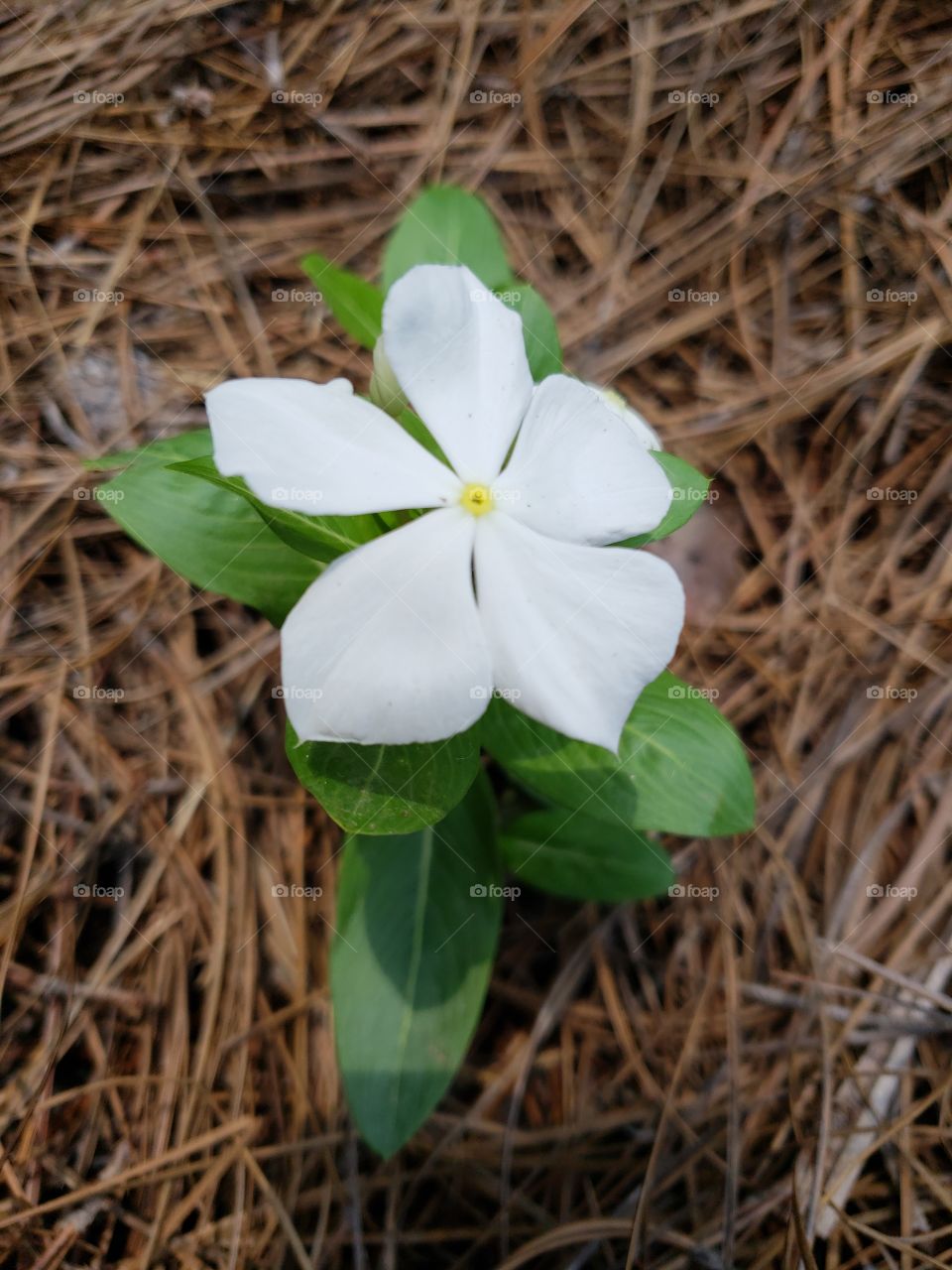 solo flower and pine