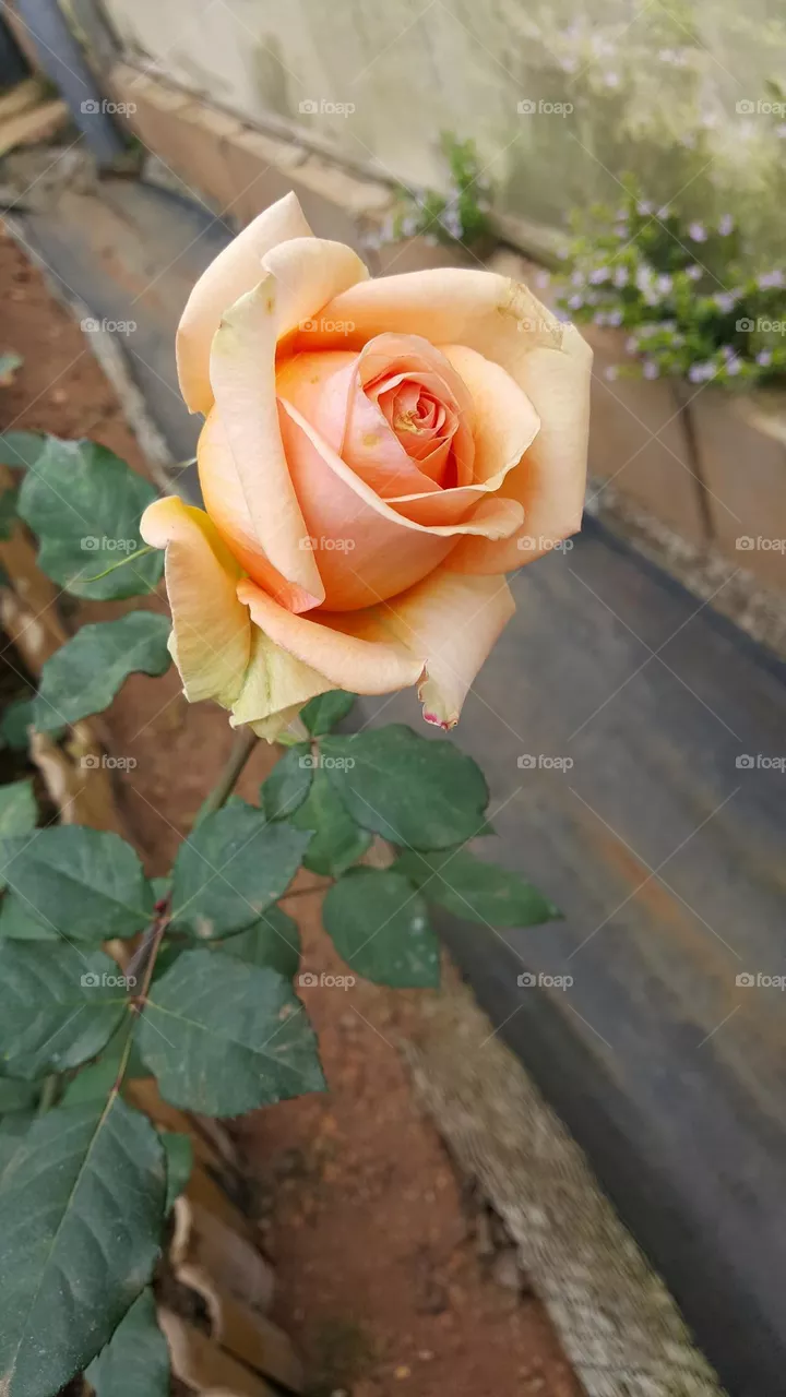 multicolored rose