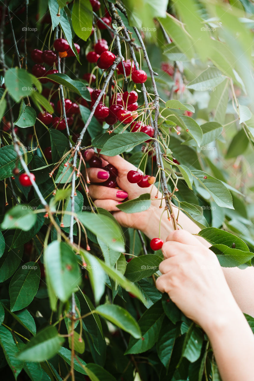 Woman picking cherry berries from tree