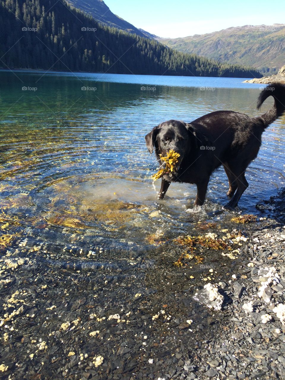 Ruby the Rescue on a camping trip at the beach deciding that she likes seaweed 