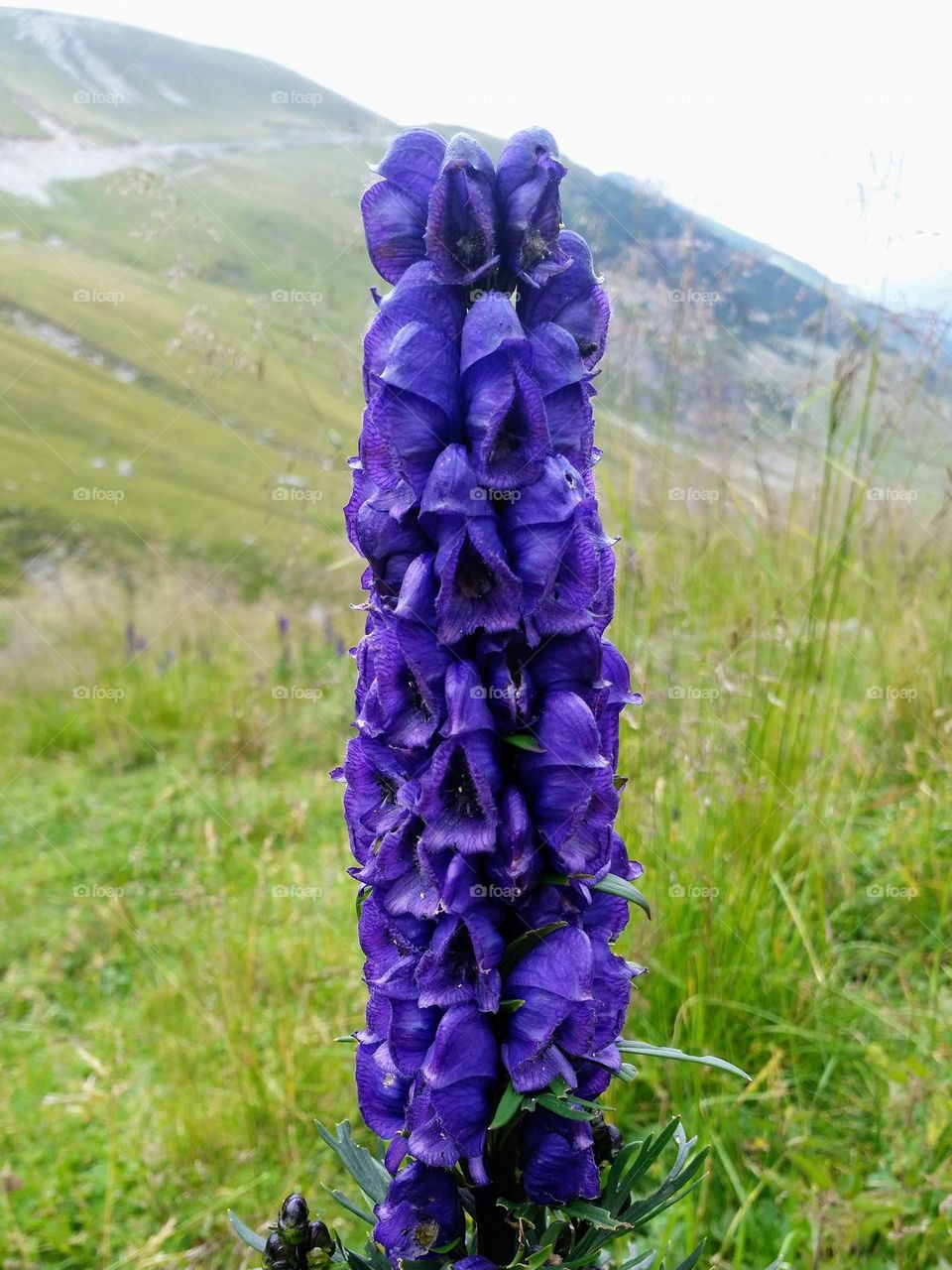 purple plant