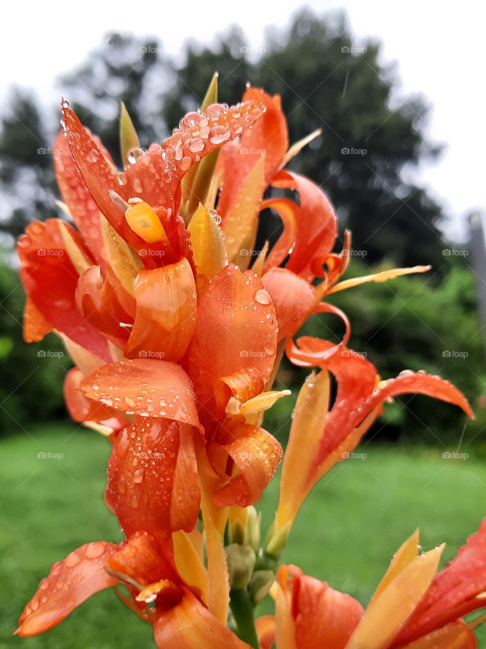 orange canna flower after rain