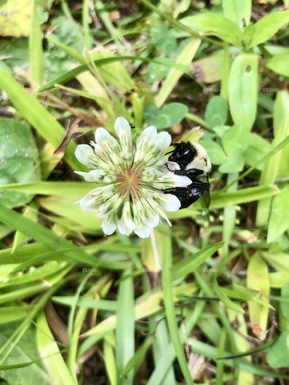 Bumblebee pollinating white ground flower 
