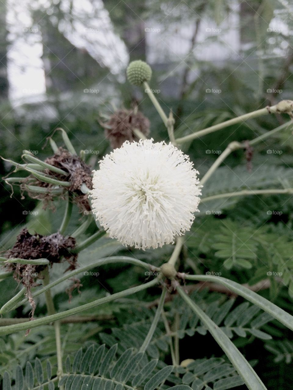 White circle flower
