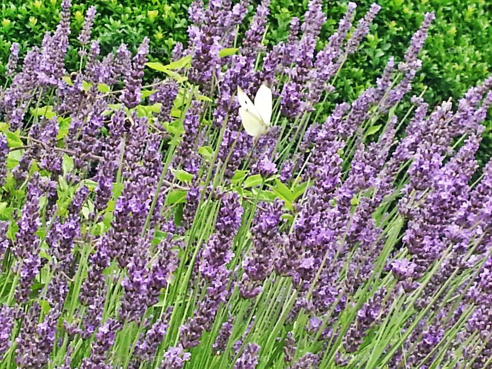 flowers pollen grass purple by hannahdagogo
