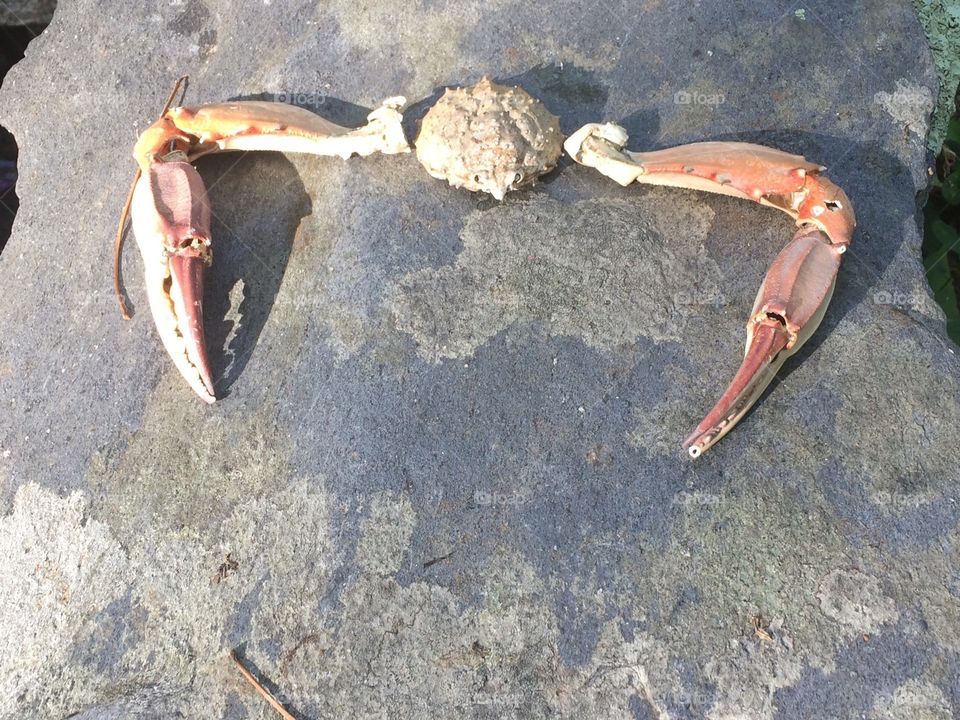 Funny crab 