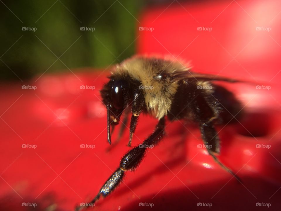 Sticky bumblebee