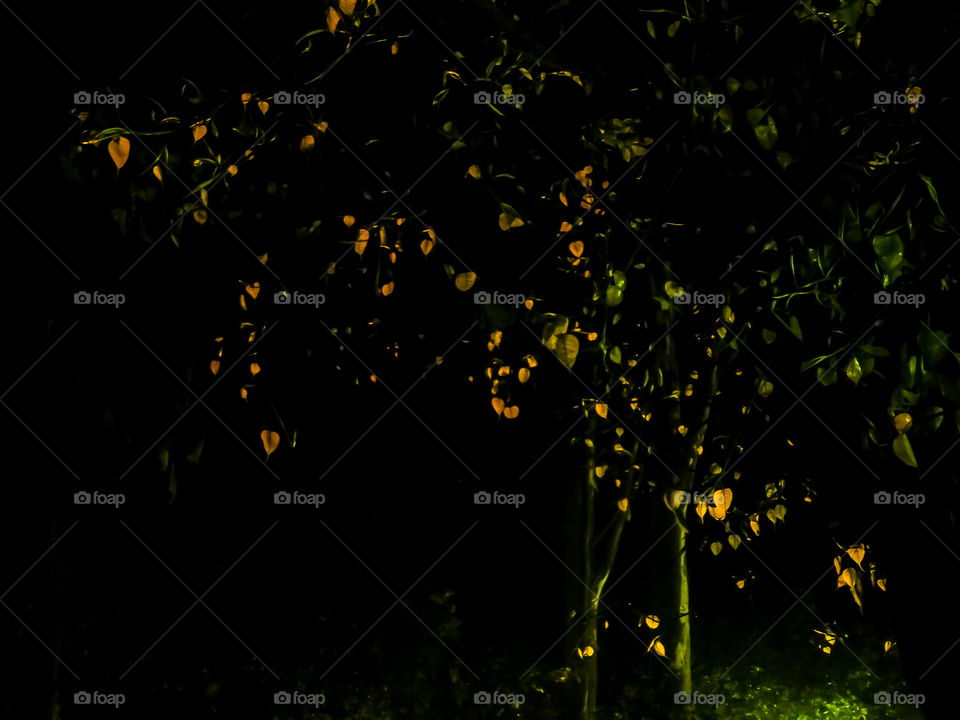 shining leaves in light