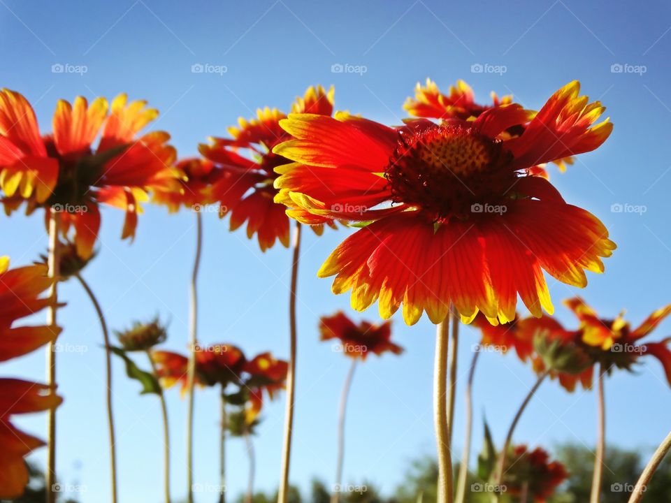 Flowers & sky