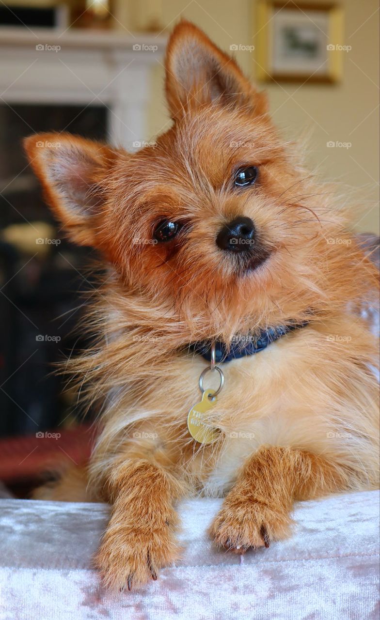 Foxy the Pomeranian x Yorkshire Terrier