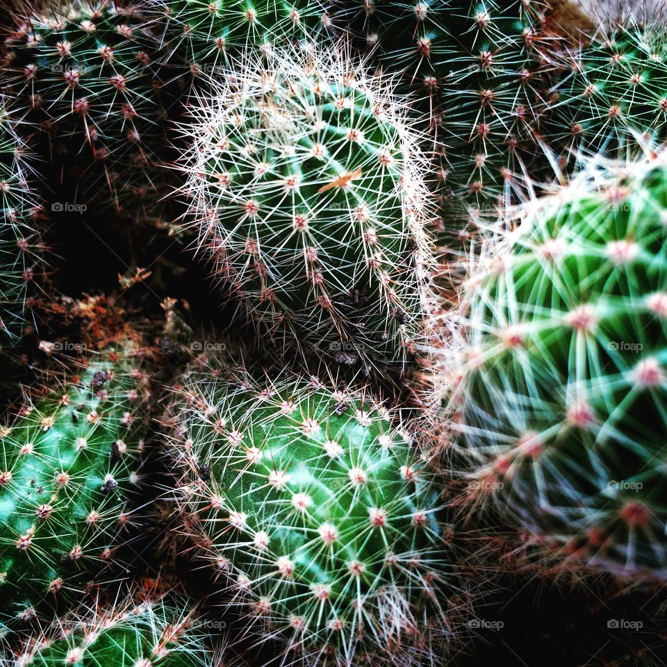 Cactuses 