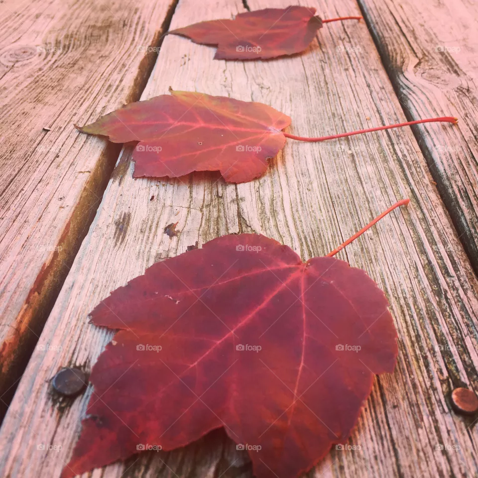 leaf