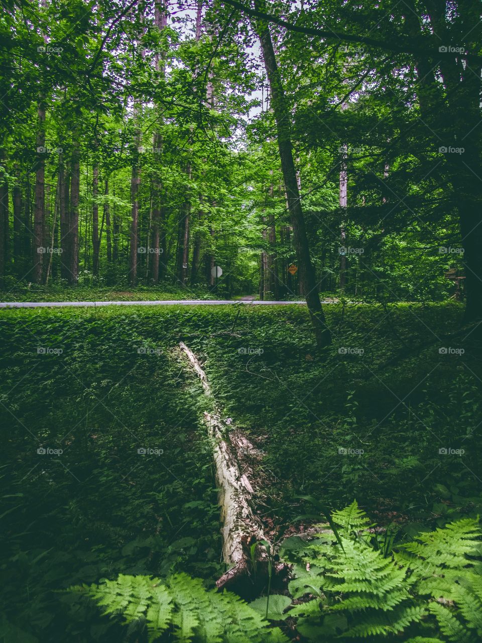 Arkville, New York, sun, sky, clouds, mountains, river, nature summer, top of the mountain , Landscape, view, panoramic view, forest, river, fallen tree, road,