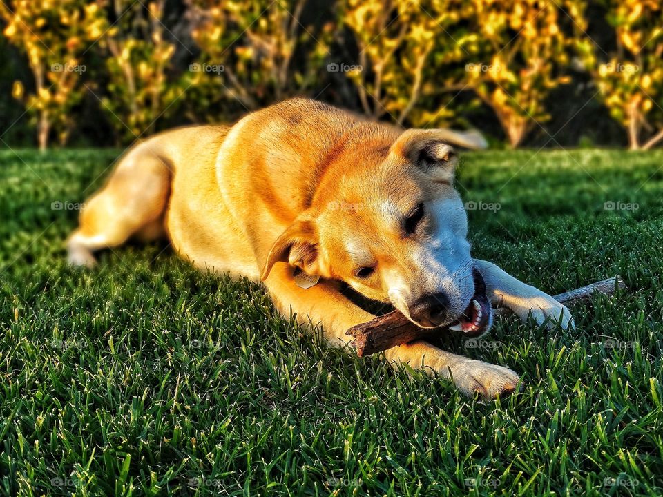 Dog carrying stick