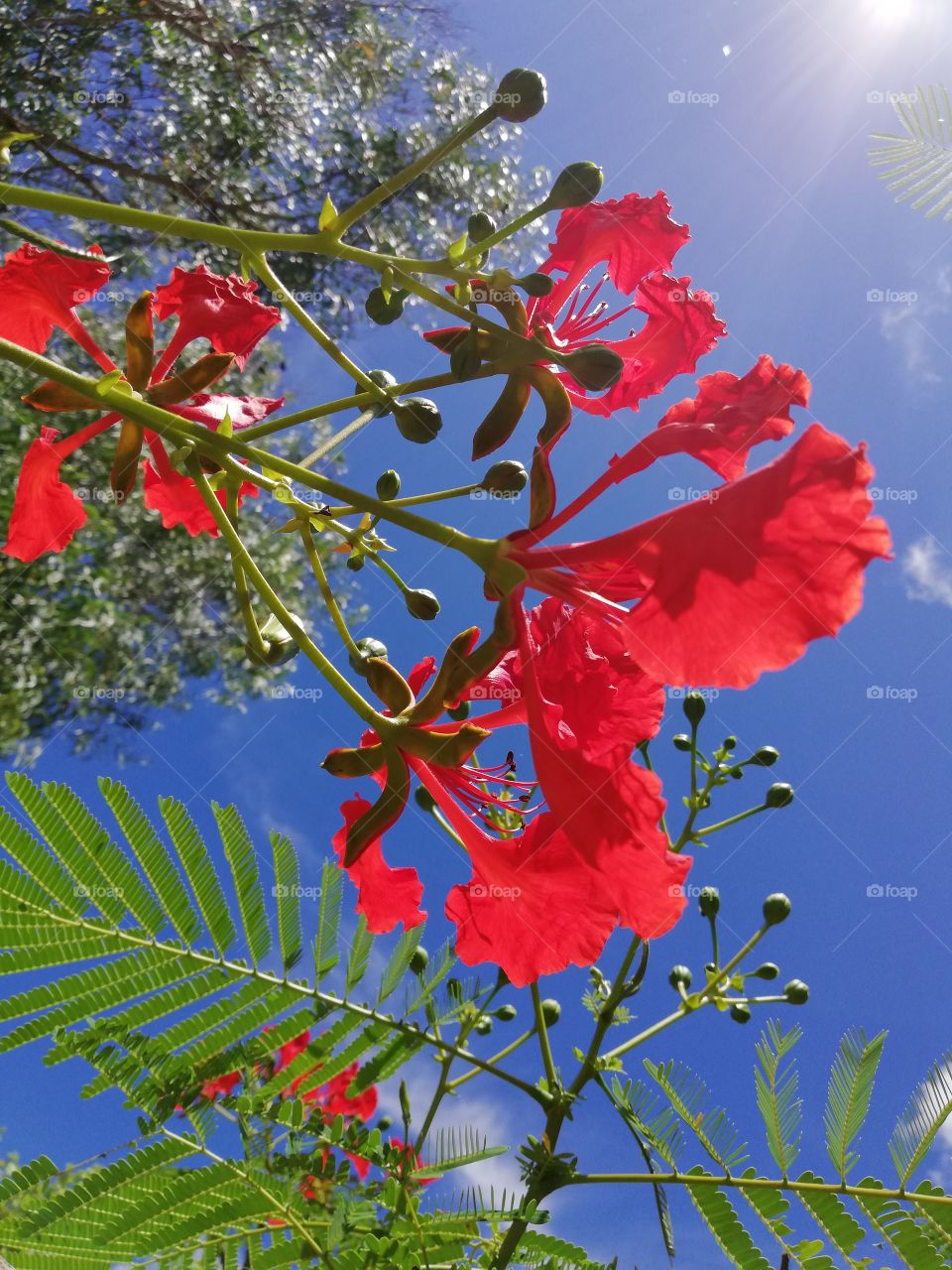 Red flowers in summer