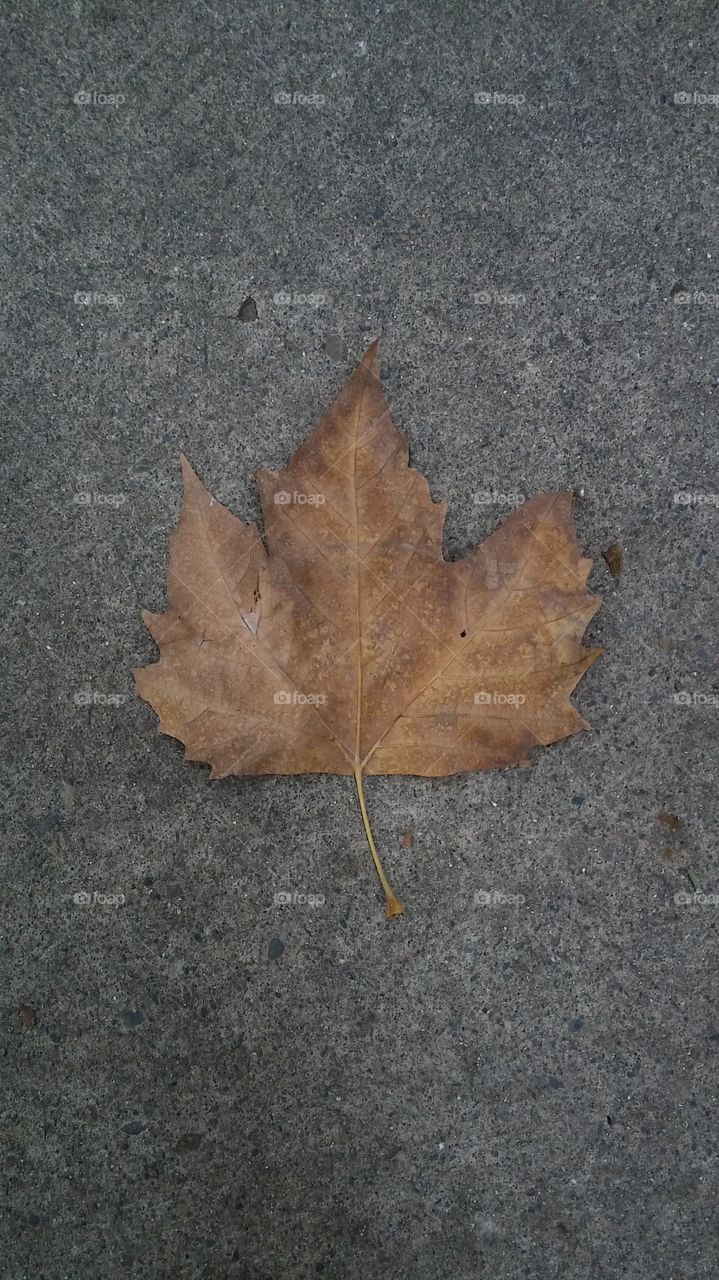 asphalt leaf