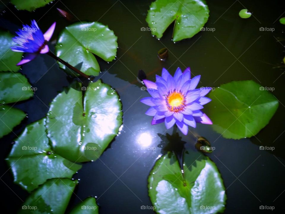 Water lily flower