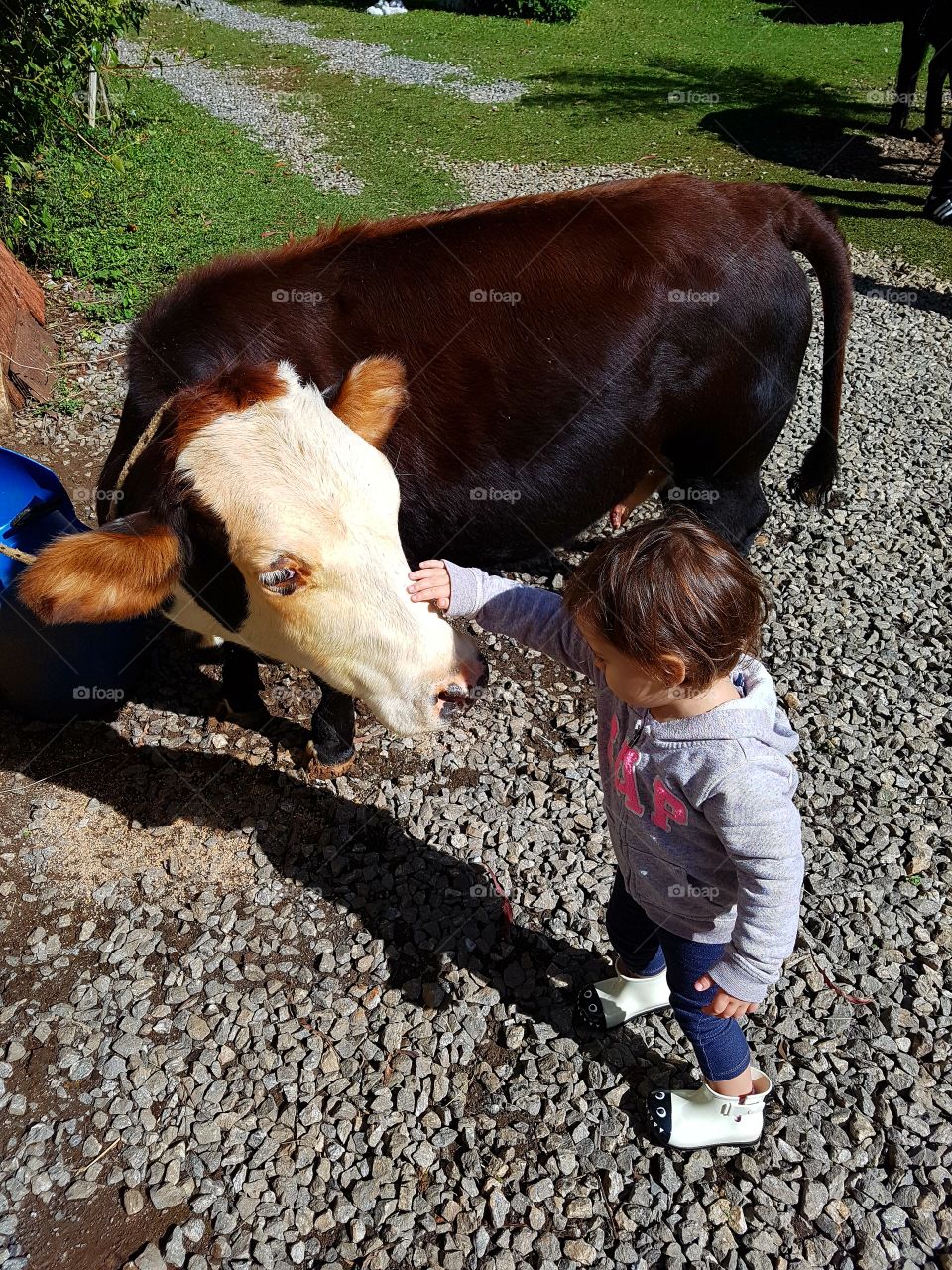Criança acariciando mini vaca