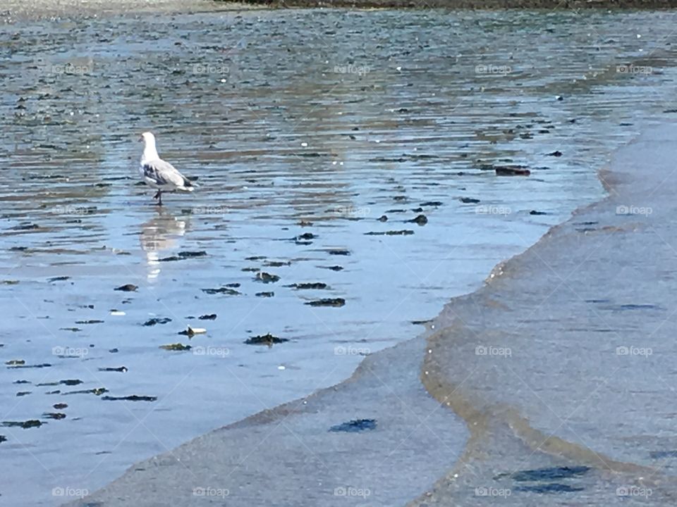 Seagull wandering the beach