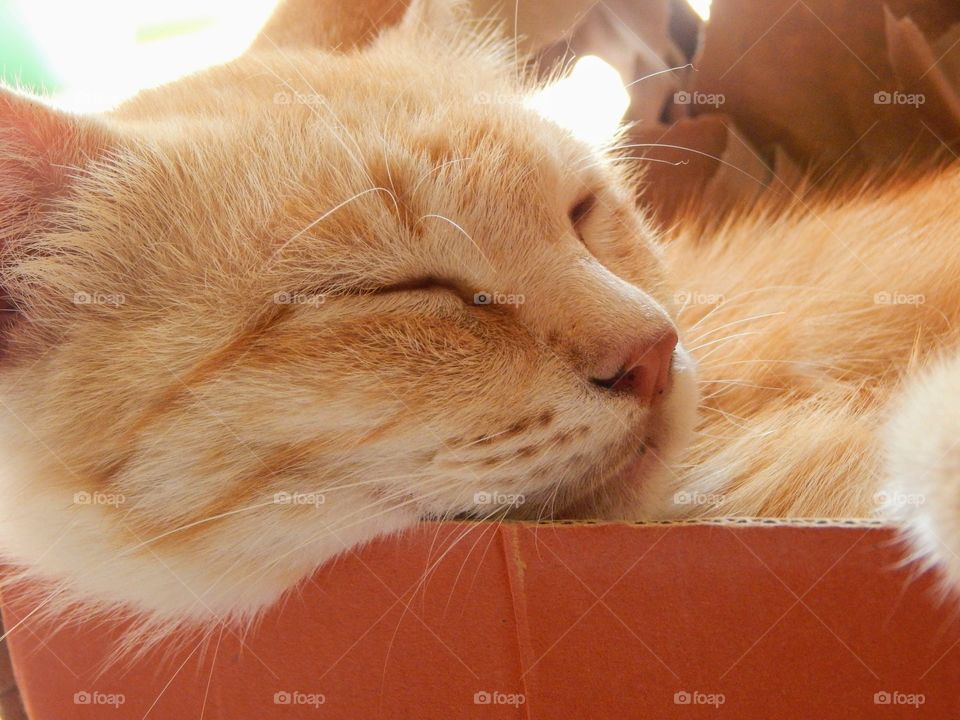 cat sleeping on the box