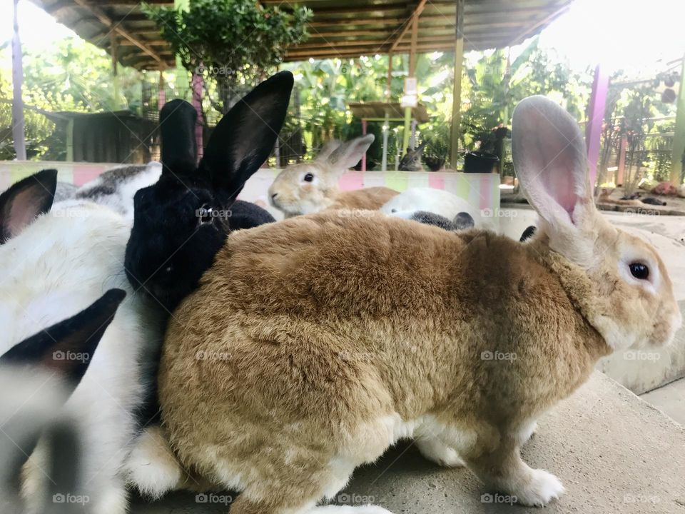 Different colour of rabbits.