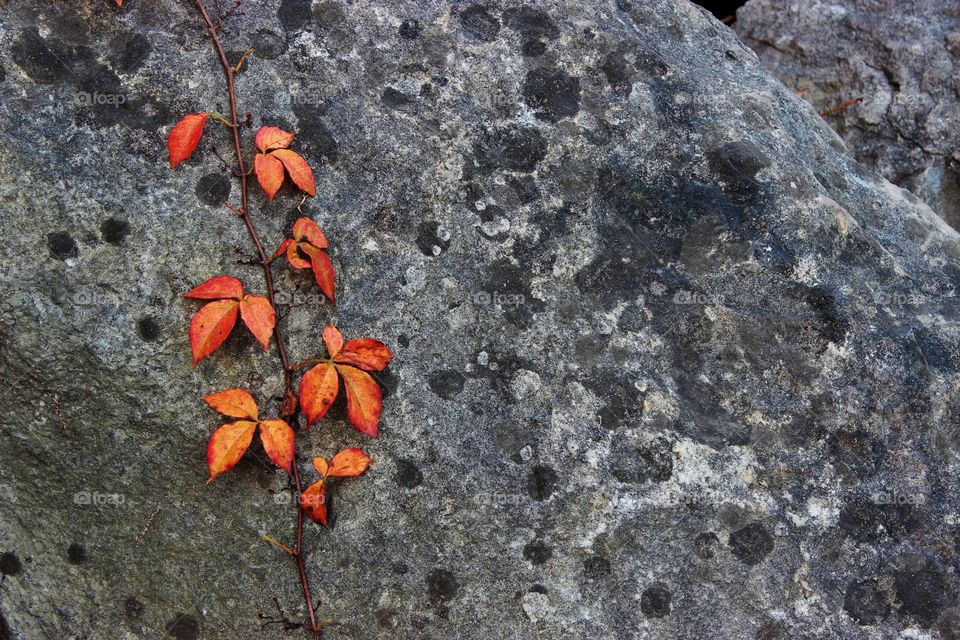 Fall colors on rock