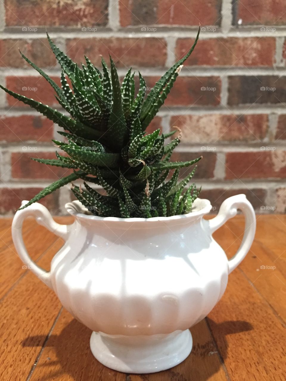 Zebra planted everything