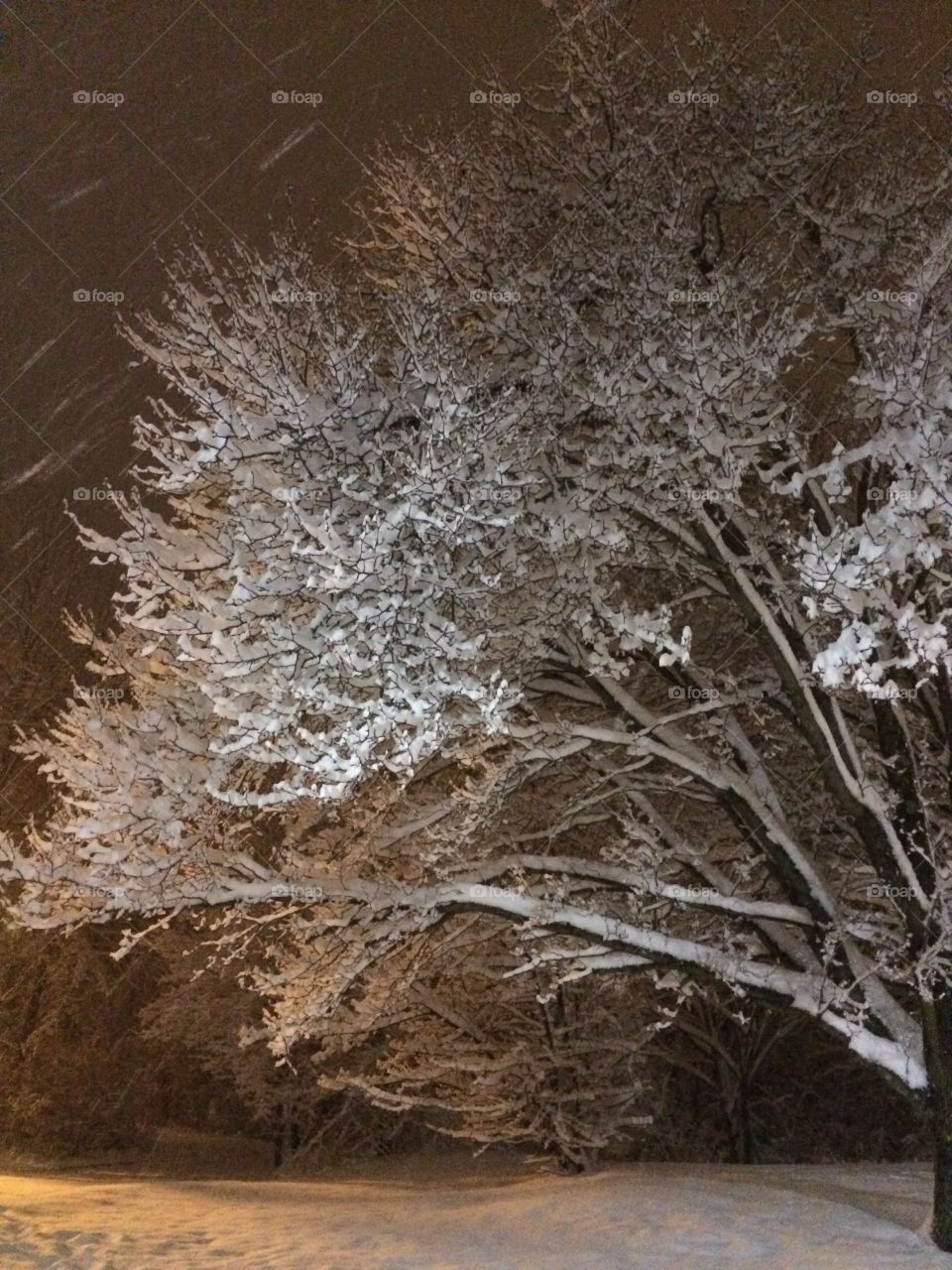 Tree of Snow 