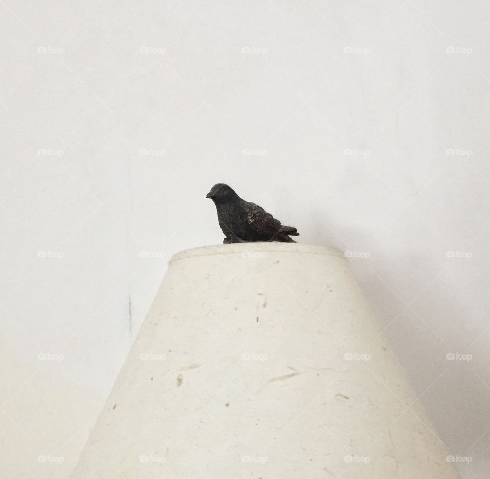 A black bird sits atop a white lampshade in front of a white wall. The lampshade is made of paper and textured.