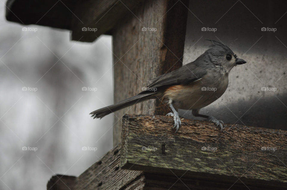 bird feeder titmouse tufted by charles2111
