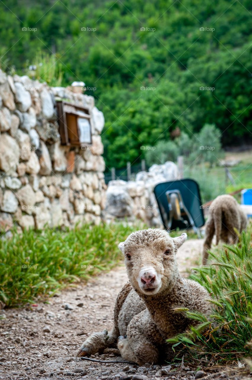 Lamb resting on the small Italian farm. 