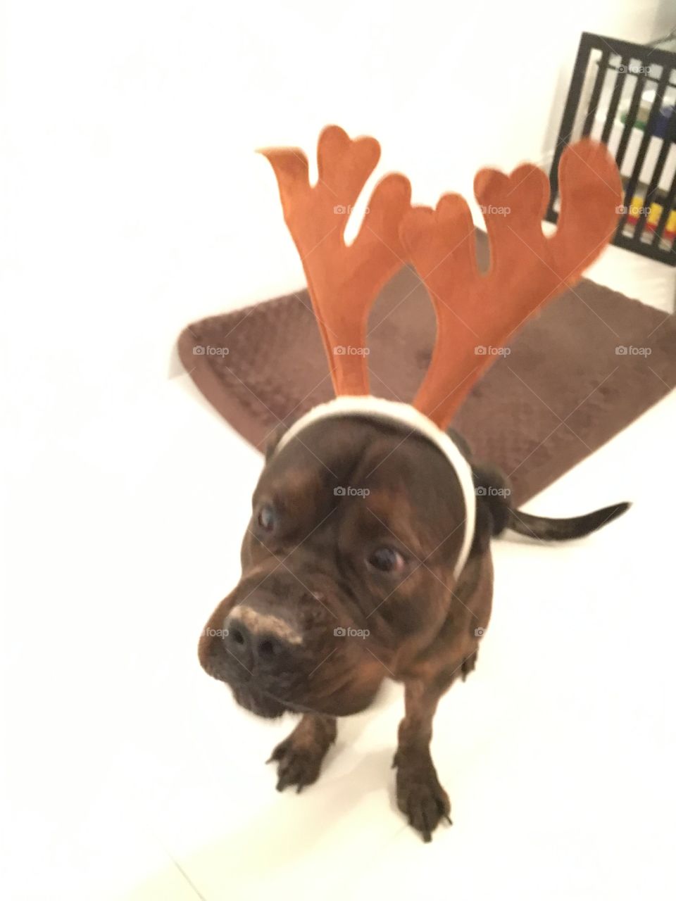 Reindeer puppy costume